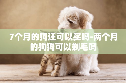 7個月的狗還可以買嗎-兩個月的狗狗可以剃毛嗎