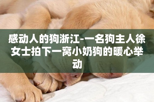 感動人的狗浙江-一名狗主人徐女士拍下一窩小奶狗的暖心舉動