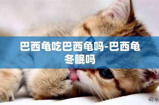 巴西龜吃巴西龜嗎-巴西龜冬眠嗎