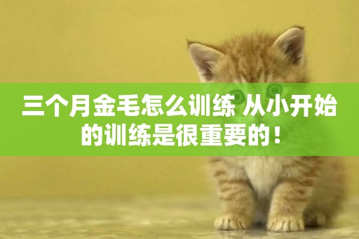 三個月金毛怎么訓練 從小開始的訓練是很重要的！