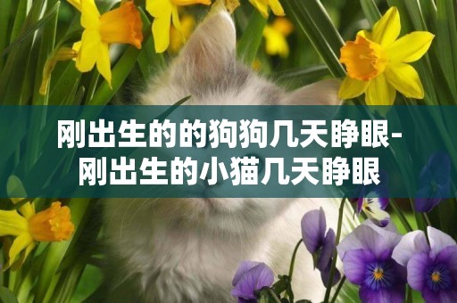 剛出生的的狗狗幾天睜眼-剛出生的小貓幾天睜眼