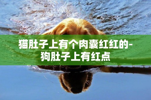 貓肚子上有個肉囊紅紅的-狗肚子上有紅點