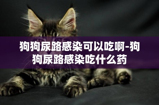 狗狗尿路感染可以吃啊-狗狗尿路感染吃什么藥