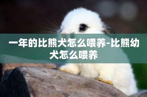 一年的比熊犬怎么喂養-比熊幼犬怎么喂養