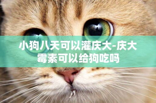 小狗八天可以灌慶大-慶大霉素可以給狗吃嗎
