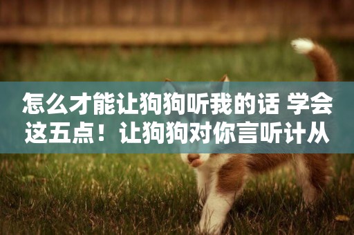 怎么才能讓狗狗聽我的話 學會這五點！讓狗狗對你言聽計從