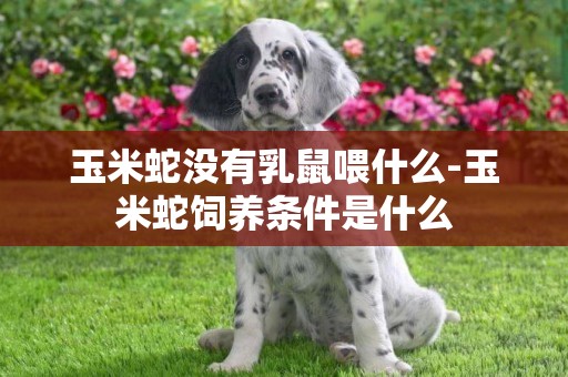 玉米蛇沒有乳鼠喂什么-玉米蛇飼養條件是什么