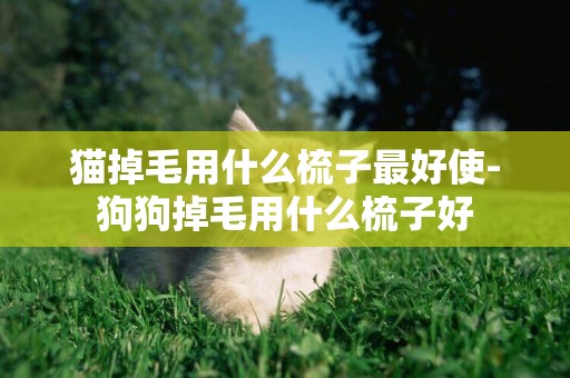 貓掉毛用什么梳子最好使-狗狗掉毛用什么梳子好