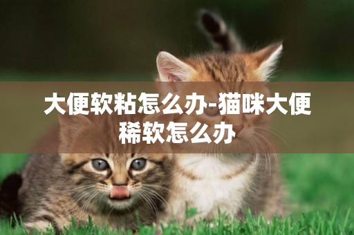 大便軟粘怎么辦-貓咪大便稀軟怎么辦