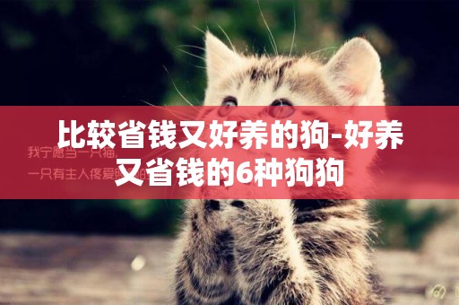 比較省錢又好養的狗-好養又省錢的6種狗狗