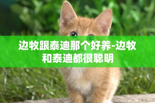 邊牧跟泰迪那個好養-邊牧和泰迪都很聰明