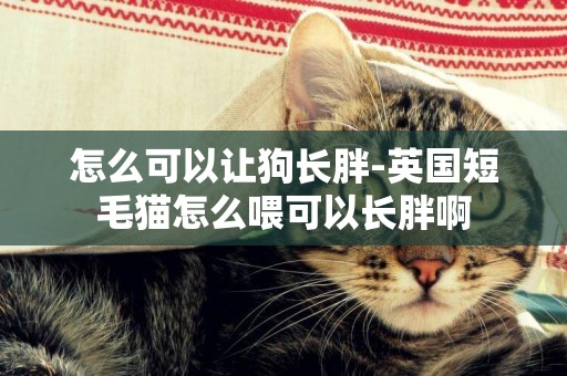 怎么可以讓狗長胖-英國短毛貓怎么喂可以長胖啊