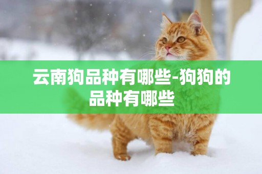 云南狗品種有哪些-狗狗的品種有哪些