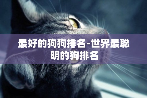 最好的狗狗排名-世界最聰明的狗排名