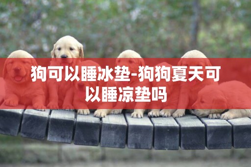 狗可以睡冰墊-狗狗夏天可以睡涼墊嗎