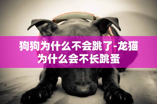 狗狗為什么不會跳了-龍貓為什么會不長跳蚤