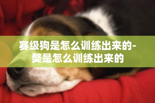 賽級狗是怎么訓練出來的-獒是怎么訓練出來的