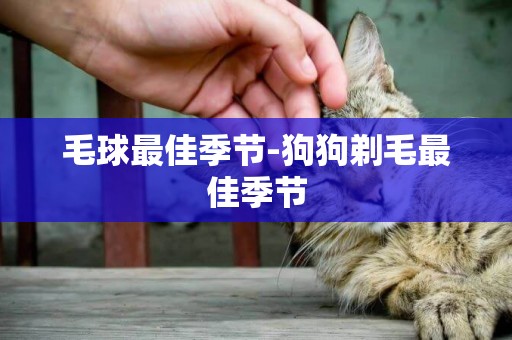 毛球最佳季節-狗狗剃毛最佳季節