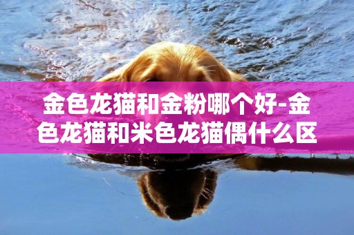 金色龍貓和金粉哪個好-金色龍貓和米色龍貓偶什么區別