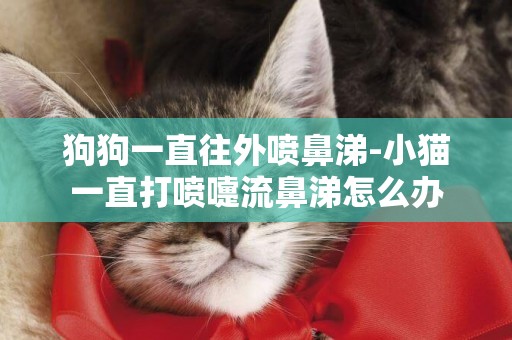 狗狗一直往外噴鼻涕-小貓一直打噴嚏流鼻涕怎么辦
