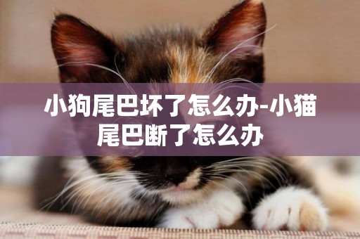 小狗尾巴壞了怎么辦-小貓尾巴斷了怎么辦
