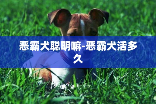惡霸犬聰明嘛-惡霸犬活多久