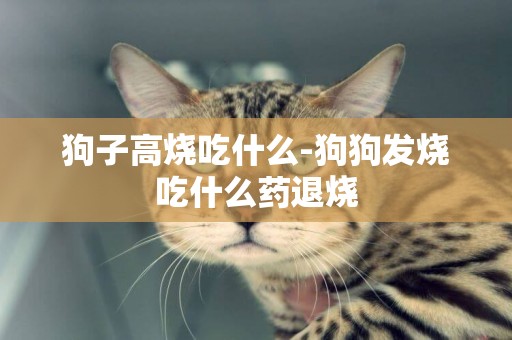 狗子高燒吃什么-狗狗發燒吃什么藥退燒