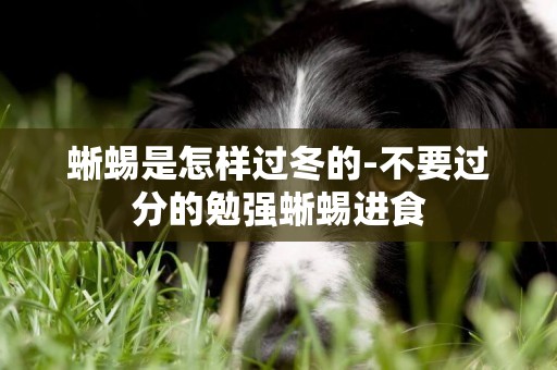 蜥蜴是怎樣過冬的-不要過分的勉強蜥蜴進食