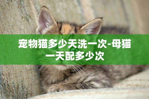 寵物貓多少天洗一次-母貓一天配多少次