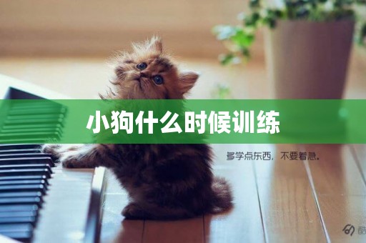 小狗什么時候訓練