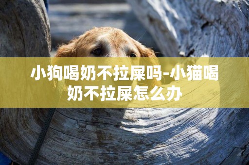 小狗喝奶不拉屎嗎-小貓喝奶不拉屎怎么辦