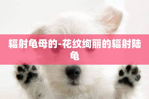 輻射龜母的-花紋絢麗的輻射陸龜