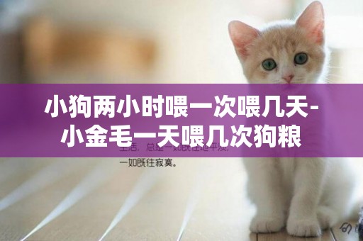 小狗兩小時喂一次喂幾天-小金毛一天喂幾次狗糧