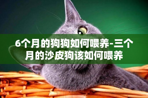 6個月的狗狗如何喂養-三個月的沙皮狗該如何喂養