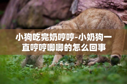 小狗吃完奶哼哼-小奶狗一直哼哼唧唧的怎么回事