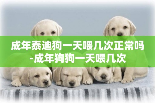 成年泰迪狗一天喂幾次正常嗎-成年狗狗一天喂幾次