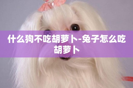 什么狗不吃胡蘿卜-兔子怎么吃胡蘿卜