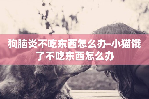 狗腦炎不吃東西怎么辦-小貓餓了不吃東西怎么辦
