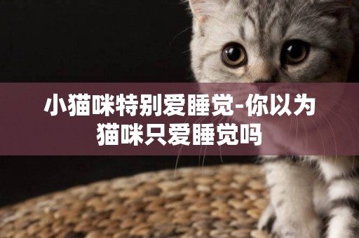 小貓咪特別愛睡覺-你以為貓咪只愛睡覺嗎