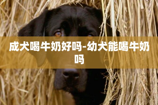 成犬喝牛奶好嗎-幼犬能喝牛奶嗎