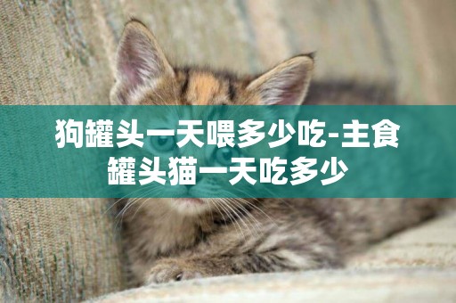 狗罐頭一天喂多少吃-主食罐頭貓一天吃多少