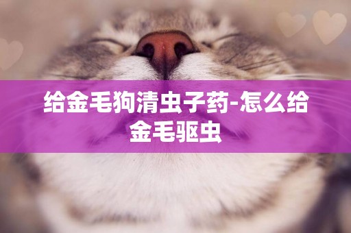 給金毛狗清蟲子藥-怎么給金毛驅蟲