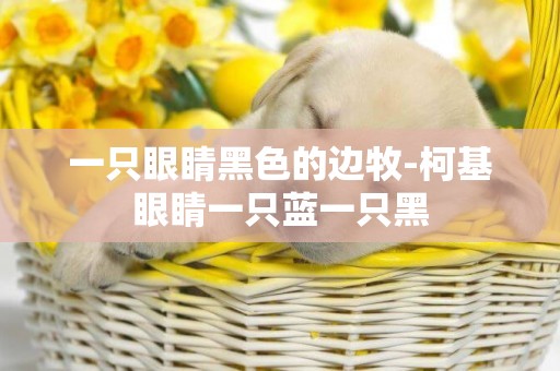 一只眼睛黑色的邊牧-柯基眼睛一只藍一只黑