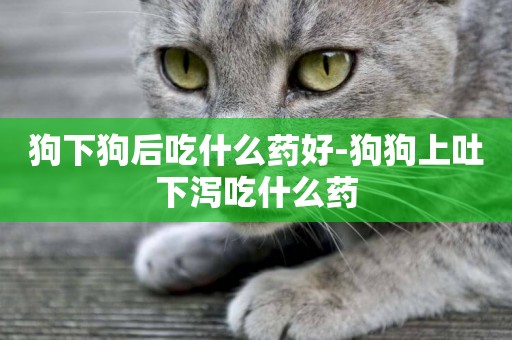 狗下狗后吃什么藥好-狗狗上吐下瀉吃什么藥
