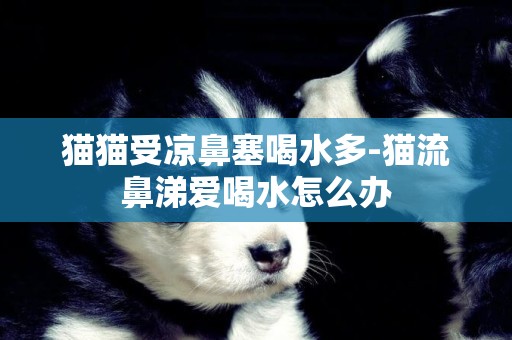 貓貓受涼鼻塞喝水多-貓流鼻涕愛喝水怎么辦