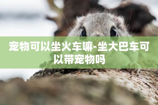 寵物可以坐火車嘛-坐大巴車可以帶寵物嗎