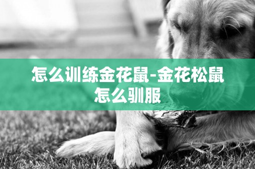 怎么訓練金花鼠-金花松鼠怎么馴服