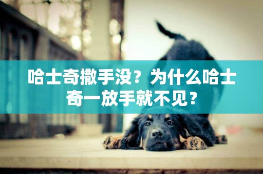 哈士奇撒手沒？為什么哈士奇一放手就不見？