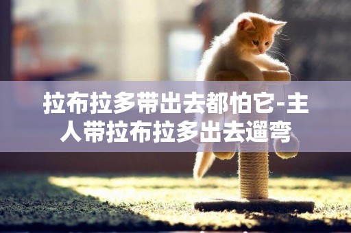 拉布拉多帶出去都怕它-主人帶拉布拉多出去遛彎
