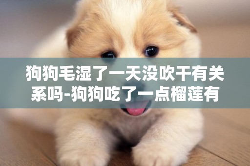 狗狗毛濕了一天沒吹干有關系嗎-狗狗吃了一點榴蓮有沒有關系